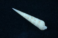 藏品(蒼白筍螺 )的圖片